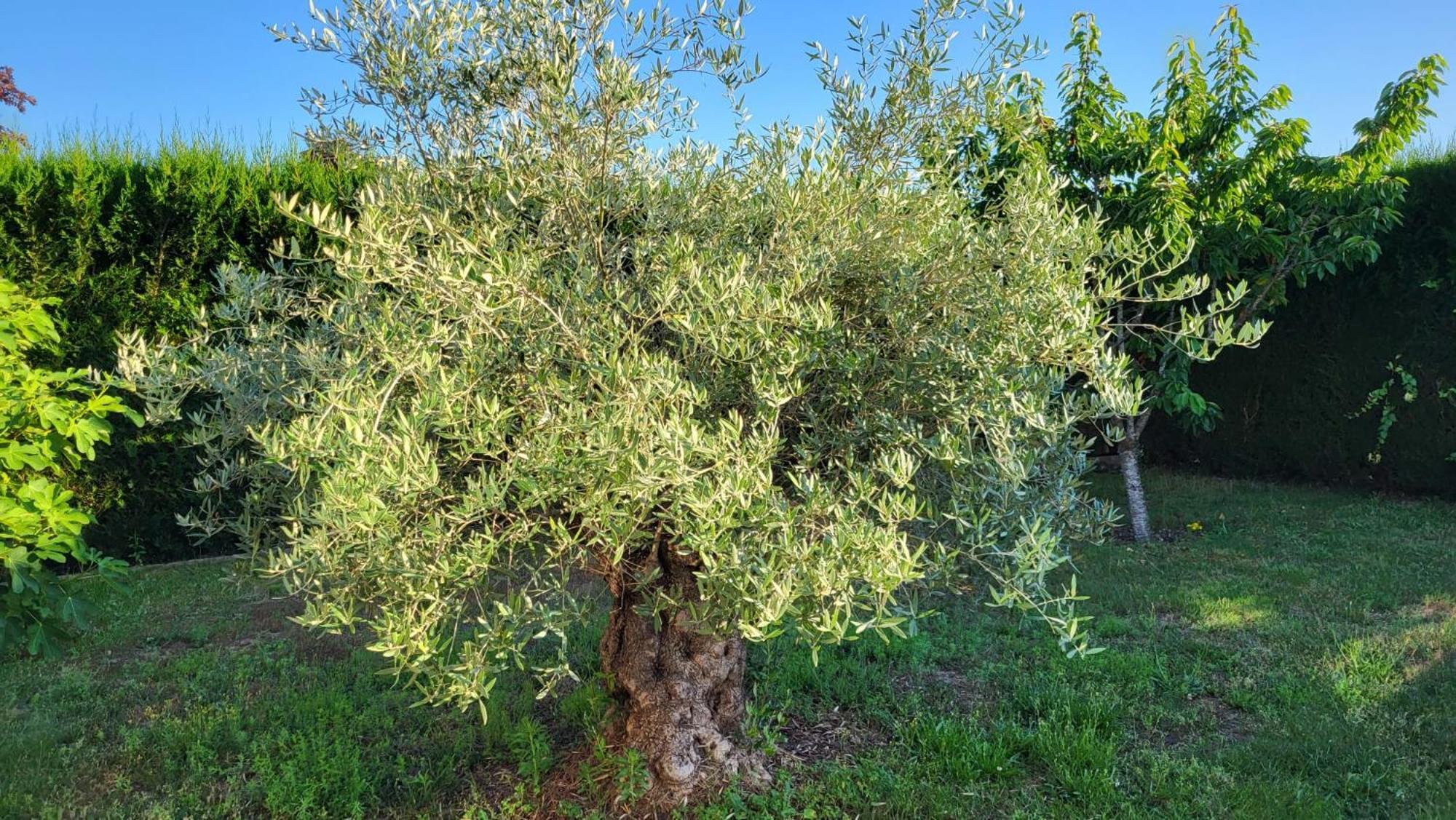 Châtillon-sur-Chalaronne Lamaison-D'Ose מראה חיצוני תמונה